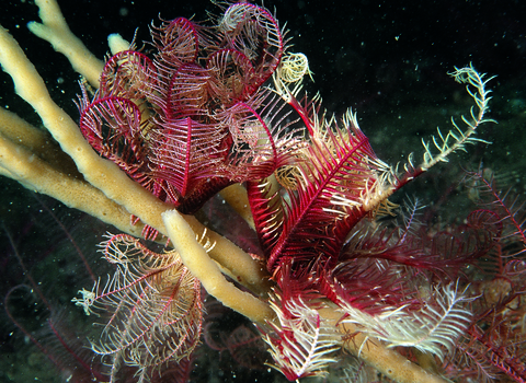 feather star