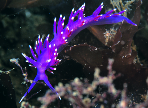 Sea slug Flabellina pedata