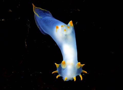 Sea slug Polycera faeroensis