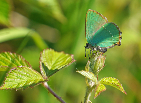 green hairstreak