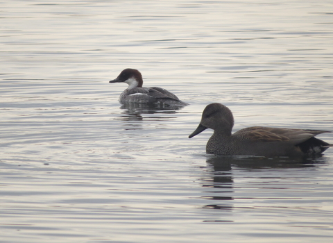 Smew 