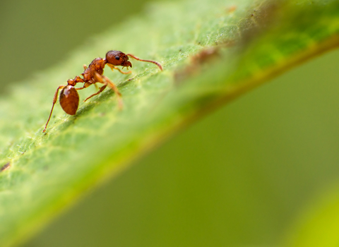 Red ant by Billy Clapham, The Wildlife Trusts