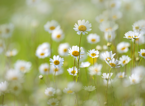 Daisies