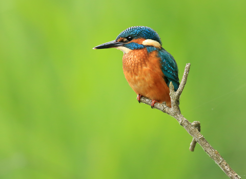 Kingfisher perched on branch