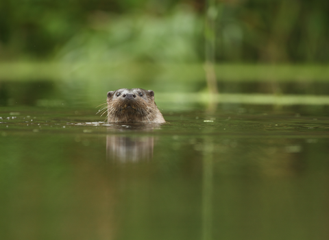 River otter swimming