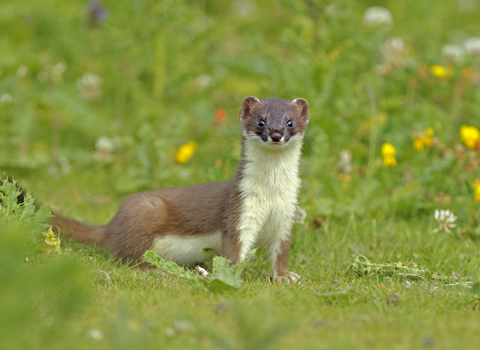 Stoat in grass