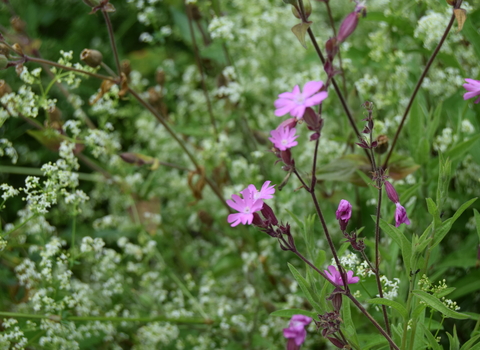 Red campion