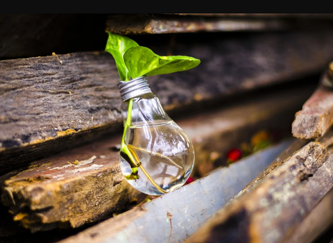 Plant growing in an upcycled lightbulb