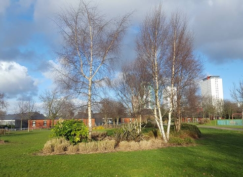 Trees in Chimney Pot Park, Salford