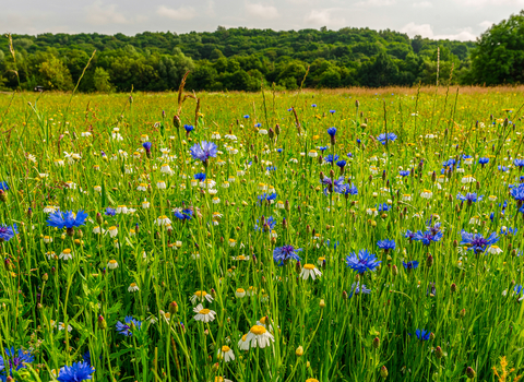 Wildflowers at Clifton Park Salford