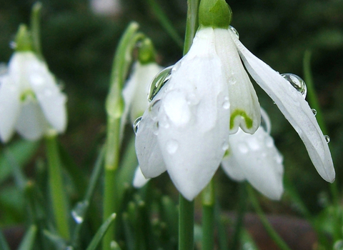 Snowdrops covered in water droplets