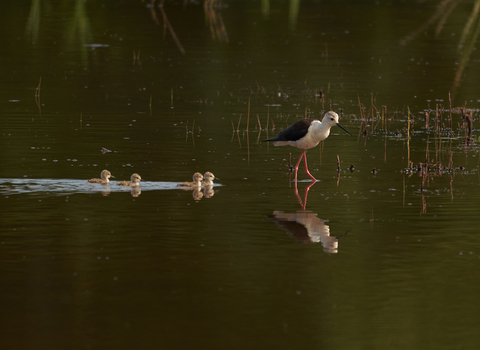 A black-winged stilt wading through a pool on its long, pink legs, with four small chicks swimming along behind it