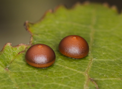 Two reddish-brown puss moth eggs laid on an aspen leaf