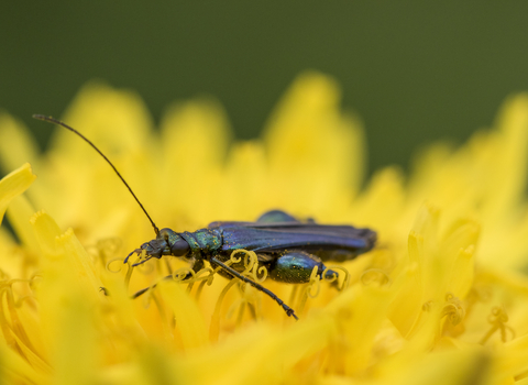 A male swollen-thighed beetle feeding on the pollen of a bright yellow flower