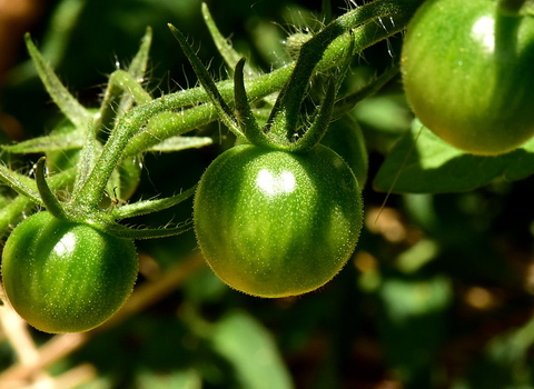 Green tomatoes growing on the vine