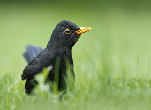 Male blackbird on alert © Jon Hawkins