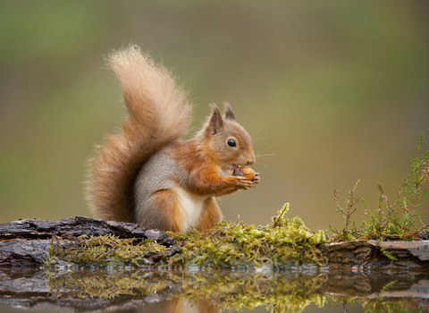 Red squirrel eating acorn Ⓒ Mark Hamblin 