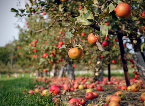 Photo of row of apple trees, with fallen apples on the ground