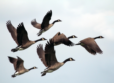 Image of six Canada geese flying in formation