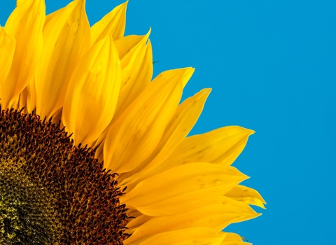 Close up image of a sunflower against blue background