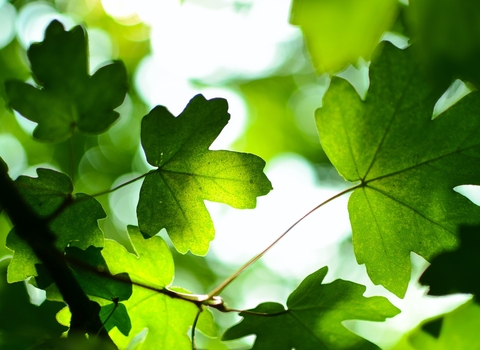 Image of close up green leaves