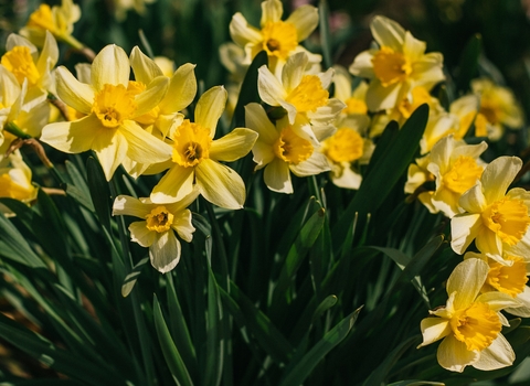 Photo of bright yellow daffodils in grass