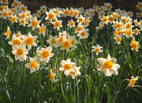 Daffodils in bloom in grass.