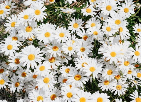 Image of dozens of daisies in a field