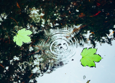 Two green leaves floating on the water surface with a reflection of trees