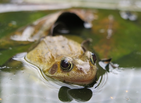 Photo of frog in water