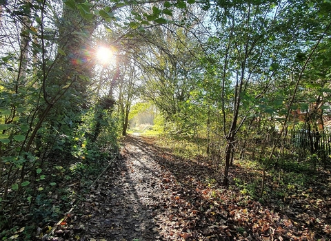 Photo of sunlight shining through trees at the Highfield Habitats project site