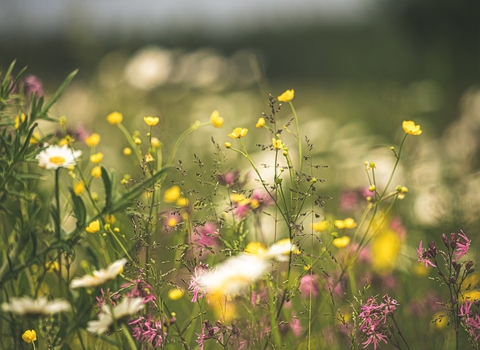 Close up photo of flowers in a meadow