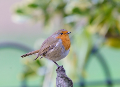 Photo of a robin perched on a branch
