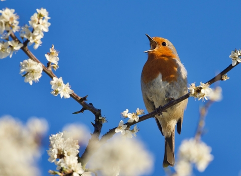 Robin calling from branch of a blossom tree
