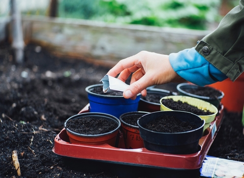 A photo of a hand scattering seeds into soil in pots