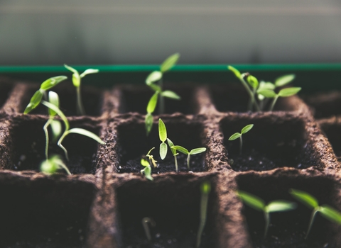 Photo of tomato plants starting to grow from the soil in a tray