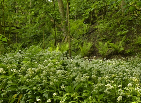 Image of wild garlic plants, with trees in the background.