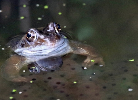 Common Frog half submerged in water, looking toward the camera.