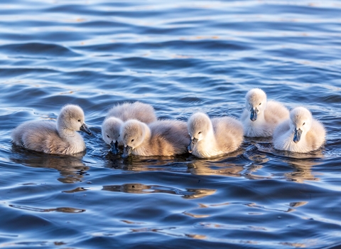 Six cygnets (young swans) huddled in a group swimming on water