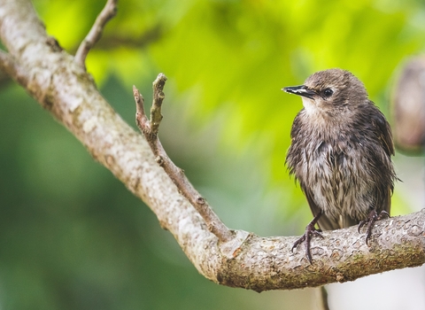 Photo of a starling fledgling sat on a branch looking to the side. Its brown feathers look wet and ruffled from bathing or rain.