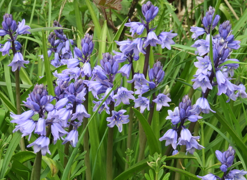 Photo of bluebells growing in grass