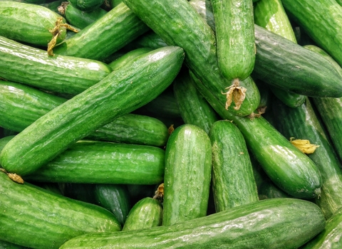 Harvested courgettes 