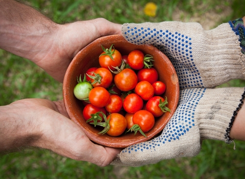 A bowl of tomatoes held by two people, one wearing gardening gloves