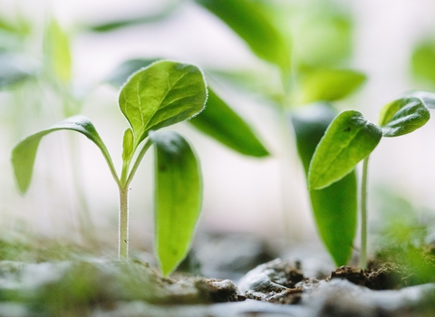 Photo of green seedlings growing from soil