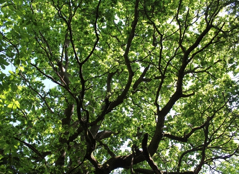 Close up of a tree's branches with green leaves