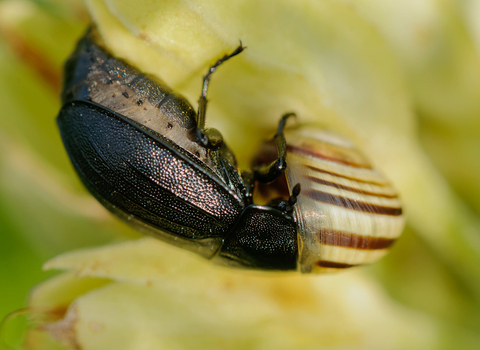 A black snail beetle pushing its head inside the shell of a snail to feed on the unfortunate mollusc