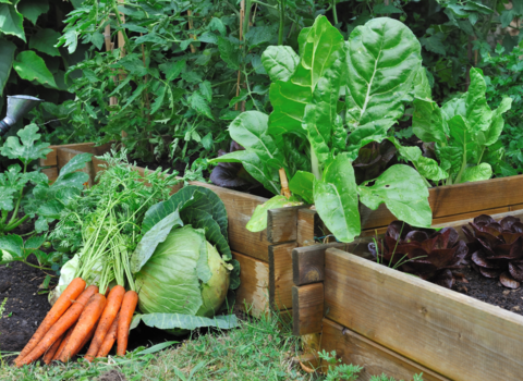 Carrots, cabbage and other green vegetables growing in raised beds