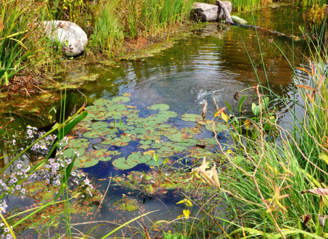 A pond surrounded by green grasses and purple and yellow wildflowers