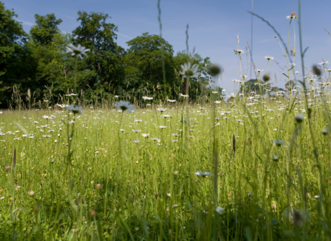 Wildflowers growing in a meadow