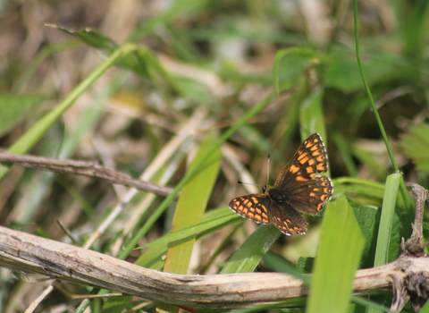 A Duke of Burgundy butterfly resting on a leaf, its wings spread showing a mosaic of orange and brown